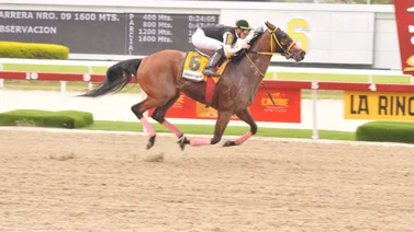 Campeona del Caribe ya es madre de este campeón semental que corrió el Belmont Stakes