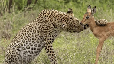 ¡Sorprendente! Este animal salvaje fue encontrado en una agencia bancaria del Sambil