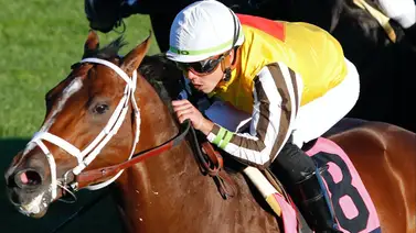 Este ganador de más de millón y medio de dólares es retirado a la cría Este ganador de más de millón y medio de dólares es retirado a la cría