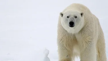 Alaska: Registran el primer caso mundial de oso polar muerto por infección de gripe aviar (+Video) 