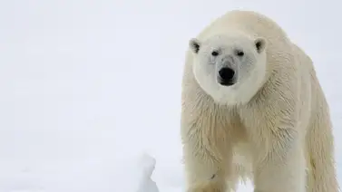 Alaska: Registran el primer caso mundial de oso polar muerto por infección de gripe aviar (+Video)  Alaska: Registran el primer caso mundial de oso polar muerto por infección de gripe aviar (+Video)