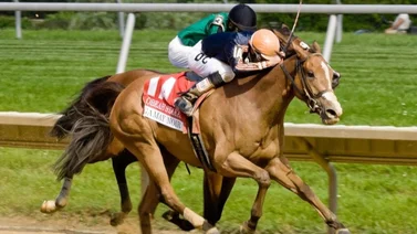 Daniel Centeno rueda en Tampa Bay Downs y este es su estado de salud (+ video)
