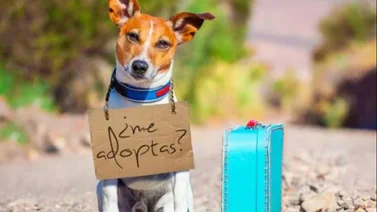 EEUU: Personas mayores de 60 años podrán adoptar un perro sin costo pero con una condición