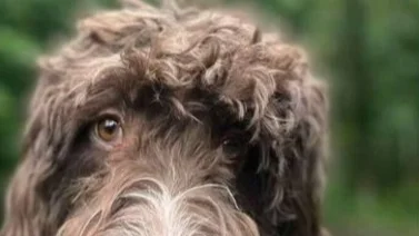 ¡Una travesura! Perro se come 4.000 dólares en efectivo y así lograron recuperarlos (+Video)