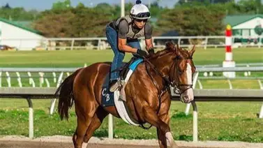 Este semental puede repetir en el Derby de Kentucky Este semental puede repetir en el Derby de Kentucky