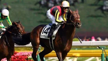 Este es el semental Japonés que destrona a Deep Impact en 2023