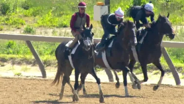 ¡Lamentable! Dos ejemplares mueren al chocar en este hipódromo de Estados Unidos