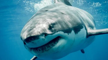 Tiburón Blanco acabó con la vida de un pescador mexicano