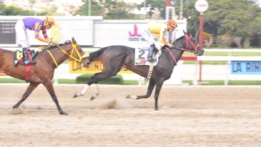 Reaparece en La Rinconada después de 364 días sin correr hija de semental que ha dado dos ganadores del Caribe