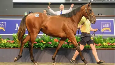 Ocho potros sobrepasan el millón de dólares en las subastas de yearlings Gold Coast en Australia Ocho potros sobrepasan el millón de dólares en las subastas de yearlings Gold Coast en Australia