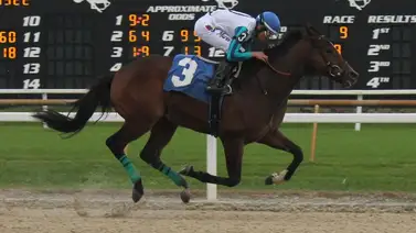 Este triunfador selectivo en Tampa Bay Downs no correrá el Kentucky Derby Este triunfador selectivo en Tampa Bay Downs no correrá el Kentucky Derby