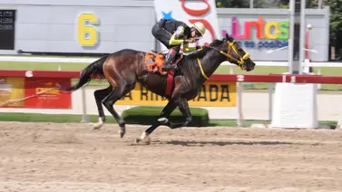 Campeón Sprinters 2023 de la Rinconada regresa para correr la primera condicional especial del 2024 Campeón Sprinters 2023 de la Rinconada regresa para correr la primera condicional especial del 2024