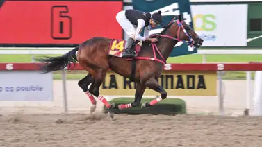 Corredor selectivo regresa a la pista de La Rinconada luego de 168 días sin acción Corredor selectivo regresa a la pista de La Rinconada luego de 168 días sin acción