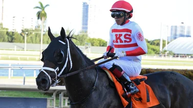 Bentornato volverá a la acción en este stakes de Gulfstream Park
