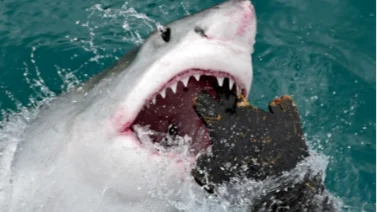 Esta es la playa con más ataques de tiburones 