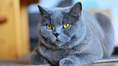Conoce la historia de Oscar, el “ángel de la muerte” felino de Estados Unidos