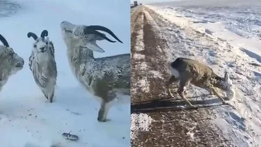 Bajas temperaturas congelan animales en Noruega y deja estas impresionantes imágenes