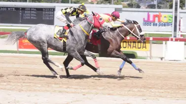 Este ejemplar que puede ser un toque en el 5y6 de La Rinconada ajusta fenómeno para su carrera Este ejemplar que puede ser un toque en el 5y6 de La Rinconada ajusta fenómeno para su carrera