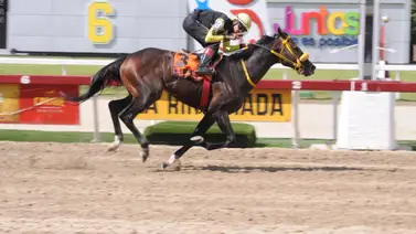 Así ajusta Bravucón de cara a su carrera del domingo en La Rinconada Así ajusta Bravucón de cara a su carrera del domingo en La Rinconada
