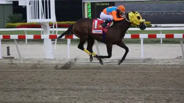 Conoce el ajuste del hijo de Pedro Caimán que debuta este domingo en La Rinconada Conoce el ajuste del hijo de Pedro Caimán que debuta este domingo en La Rinconada