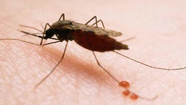 ¡Alarmante! Reportan primer caso de malaria en este estado de Venezuela 