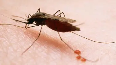 ¡Alarmante! Reportan primer caso de malaria en este estado de Venezuela ¡Alarmante! Reportan primer caso de malaria en este estado de Venezuela