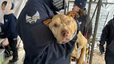 Rescatados 44 perros que vivían en condiciones deplorables en Kentucky Rescatados 44 perros que vivían en condiciones deplorables en Kentucky