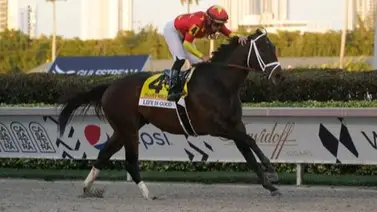 Mira cuántas montas tiene Irad Ortiz Jr. esta semana de la Pegasus World Cup Mira cuántas montas tiene Irad Ortiz Jr. esta semana de la Pegasus World Cup