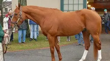 Descubre al potro que costó $1.700.000 y debuta en Estados Unidos Descubre al potro que costó $1.700.000 y debuta en Estados Unidos