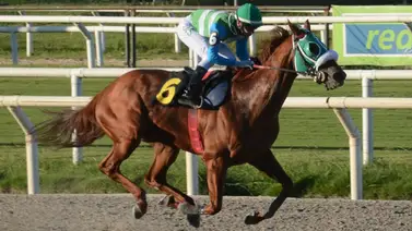 Estos son los cinco caballos latinoamericanos que se enfrentan al mundo este viernes en Dubai Estos son los cinco caballos latinoamericanos que se enfrentan al mundo este viernes en Dubai