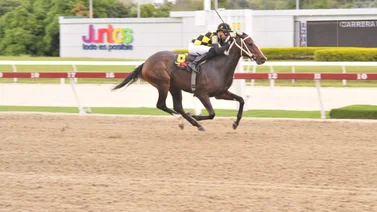 Con esta yegua ganó Ángel Alciro Castillo su último Clásico Andrés Bello en La Rinconada