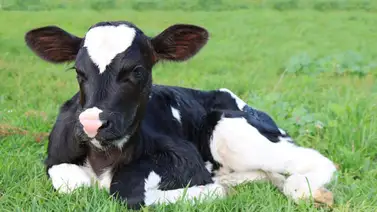 ¡Espeluznante! Nace un ternero mutante que causa terror en la población (+Foto) ¡Espeluznante! Nace un ternero mutante que causa terror en la población (+Foto)