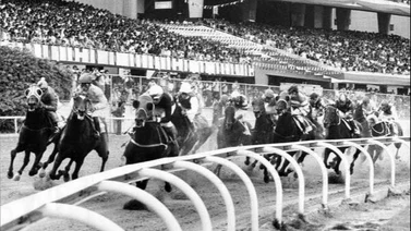 ¿Sabes cuál fue el Caballo del Año en Venezuela cuando Tiburones de La Guaira ganó el título en 1986?