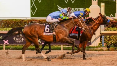 Senor Buscador tiene un nuevo destino y esta puede ser su próxima carrera