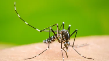 La OPS en alerta por aumento de casos de dengue y hace énfasis en Venezuela 