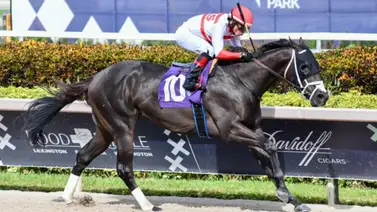 Bentornato va con nuevo jockey este sábado en su regreso a las carreras Bentornato va con nuevo jockey este sábado en su regreso a las carreras