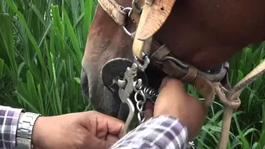 Estos son los términos en inglés traducidos al español que debes conocer antes del Kentucky Derby 2024  Estos son los términos en inglés traducidos al español que debes conocer antes del Kentucky Derby 2024