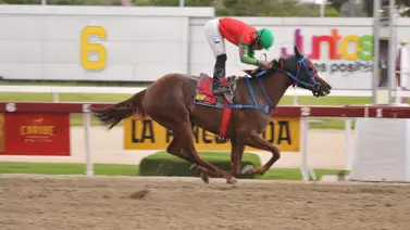 Entrenador ganador clásico regresa a la pista yegua que tiene 329 días sin competir en La Rinconada Entrenador ganador clásico regresa a la pista yegua que tiene 329 días sin competir en La Rinconada