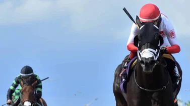 Última Hora: Bentornato retirado del Swale Stakes este sábado