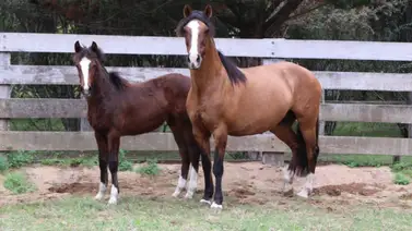 ¿Cómo van los casos del virus que azota a los caballos en Argentina? Esta es la situación ¿Cómo van los casos del virus que azota a los caballos en Argentina? Esta es la situación
