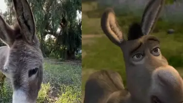 Muere Perry, el burro que inspiró al inolvidable personaje de Shrek Muere Perry, el burro que inspiró al inolvidable personaje de Shrek