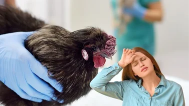 gripe aviar