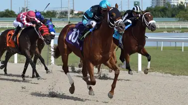 Emisael Jaramillo con 19 montas en Gulfstream Park en cuatro días Emisael Jaramillo con 19 montas en Gulfstream Park en cuatro días