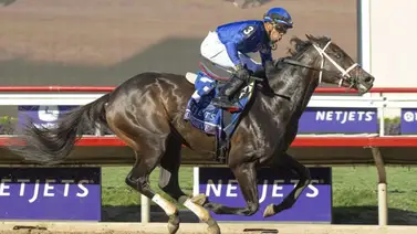 Estos fueron los sementales con más Stakes G1 ganados en el 2024 Estos fueron los sementales con más Stakes G1 ganados en el 2024