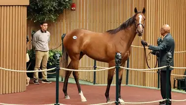 Potra hijo de Into Mischief que costó $525.000 debuta hoy en Gulfstream Park Potra hijo de Into Mischief que costó $525.000 debuta hoy en Gulfstream Park