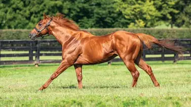 Hijo de Gun Runner se convierte en papá este 2025 al nacer su primer potro Hijo de Gun Runner se convierte en papá este 2025 al nacer su primer potro