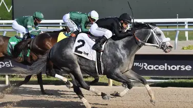 Llegan las Sunshine el sábado a Gulfstream Park con bolsa de $150,000 a repartir Llegan las Sunshine el sábado a Gulfstream Park con bolsa de $150,000 a repartir