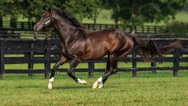 Campeón dosañero del 2022 le nace su primero producto como semental Campeón dosañero del 2022 le nace su primero producto como semental