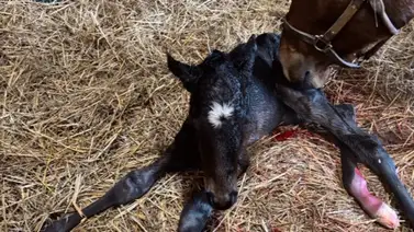 Ganador del Kentucky Derby se convierte en papá Ganador del Kentucky Derby se convierte en papá