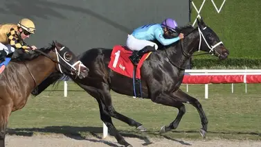 Gulfstream Park se engalana con la disputa de las Sunshine + Pronósticos Gulfstream Park se engalana con la disputa de las Sunshine + Pronósticos